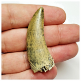 T44 - Rare Afrovenator abakensis Megalosaurid Dinosaur Tooth Jurassic Tiouraren Fm