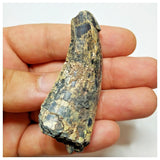 JS29 - Rare Afrovenator abakensis Megalosaurid Dinosaur Tooth Jurassic Tiouraren Fm