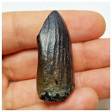 JS2 - Top Rare Jobaria tiguidensis Sauropod Dinosaur Tooth Jurassic Tiouraren Fm