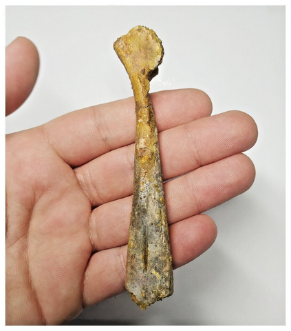 T260 - Top Rare 3.93 Inch Cretaceous Azhdarchid Pterosaur Metacarpal Bone KemKem