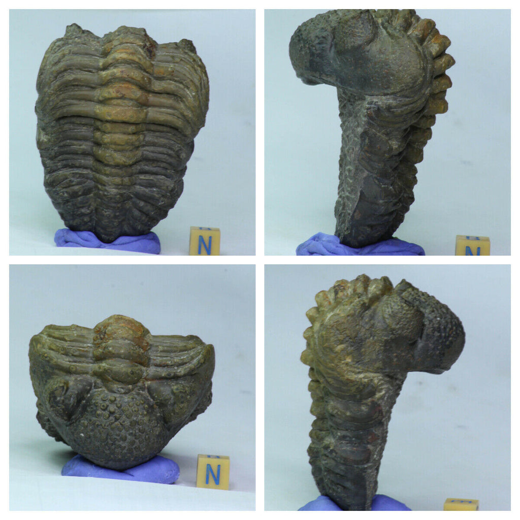 K6 - Nice Rolled 3.14 Inch Drotops armatus Middle Devonian Trilobite Great Prep - Order Paleskuk