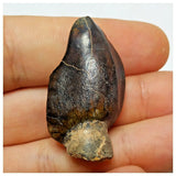 JS6 - Top Rare Jobaria tiguidensis Sauropod Dinosaur Tooth Jurassic Tiouraren Fm