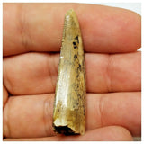 JS18 - Kryptops palaios Abelisaurid Theropod Dinosaur Tooth Cretaceous Elrhaz Fm