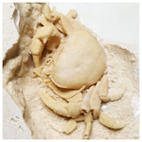 G45 - Finest Quality Fossil Crab (Potamon) Preserved in Travertine Turkey Location