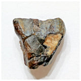 E12 - Ouranosaurus nigeriensis Basal Hadrosaur Dinosaur Tooth Cretaceous Elrhaz Fm