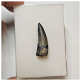 W11 - Rare Suchomimus tenerensis Dinosaur Tooth Lower Cretaceous Elrhaz Fm