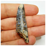 JS13- Rare Eocarcharia dinops Dinosaur Premaxillary Tooth - Cretaceous Elrhaz Fm Tenere Desert