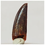 R3 - Finest Grade 0.82 Inch Abelisaurid Dinosaur Tooth Upper Cretaceous KemKem