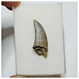 JS23 - Unique Undescribed Basal Spinosaurid Dinosaur Tooth Jurassic Tiouraren Fm