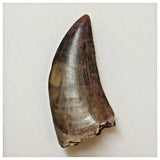 W3 - Rare Eocarcharia dinops Dinosaur Tooth - Cretaceous Elrhaz Fm Tenere Desert