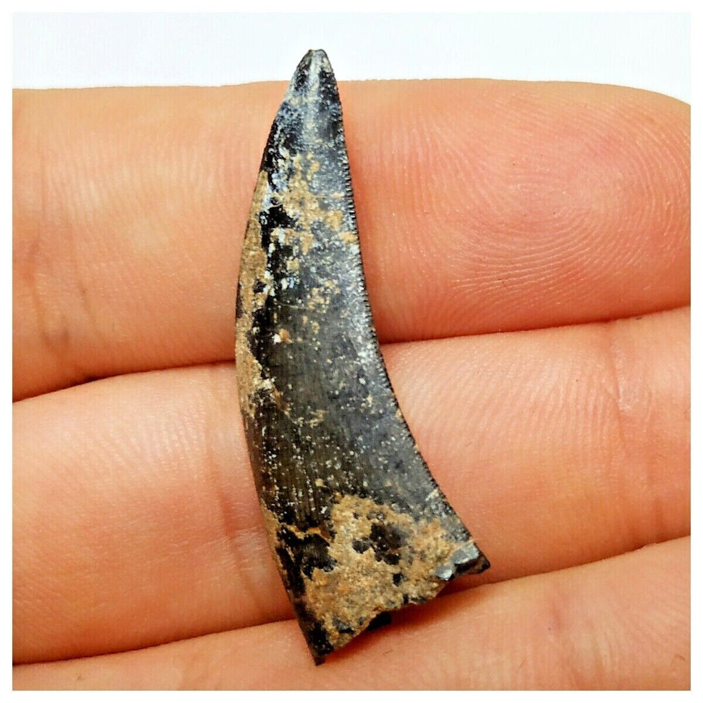JS19 - Kryptops palaios Abelisaurid Theropod Dinosaur Tooth Cretaceous ...