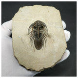 11020 - Rare Spiny 2.16 Inch Kolihapeltis chlupaci Lower Devonian Trilobite