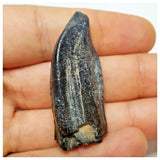 JS5 - Top Rare Jobaria tiguidensis Sauropod Dinosaur Tooth Jurassic Tiouraren Fm