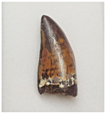 T67 - Gem Grade Orange Carcharodontosaurus Dinosaur Tooth - Cretaceous KemKem