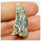 JS16 - Rare Afrovenator abakensis Megalosaurid Dinosaur Tooth Jurassic Tiouraren Fm