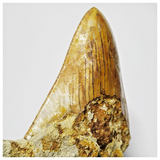 T123 - Finest Quality Serrated 3.26'' Megalodon Tooth in Matrix Indonesia Location