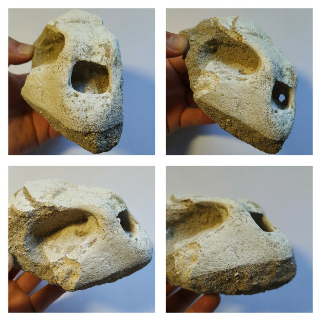 C5 - Rare 4.72'' Partial Euclastes sp Paleocene Sea Turtle Skull Phosphate Beds(143935576043)