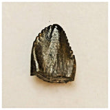 JS46- Spinophorosaurus nigeriensis Sauropod Dinosaur Tooth Jurassic Irhazer Fm