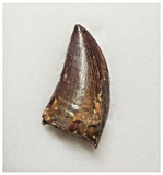 T83 - Finest Grade Dark Carcharodontosaurus Dinosaur Tooth - Cretaceous KemKem