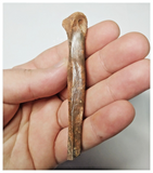 T262 - Top Rare 3.38 Inch Cretaceous Azhdarchid Pterosaur Metatarsal Bone KemKem