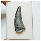 JS39 - Rare Suchomimus tenerensis Dinosaur Tooth Cretaceous Elrhaz Fm Tenere Desert