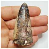 JS31 - Huge Sarcosuchus imperator Crocodile Tooth Lower Cretaceous Elrhaz Fm