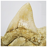 T120 - Finest Quality Serrated 4.68'' Megalodon Tooth in Matrix Indonesia Location