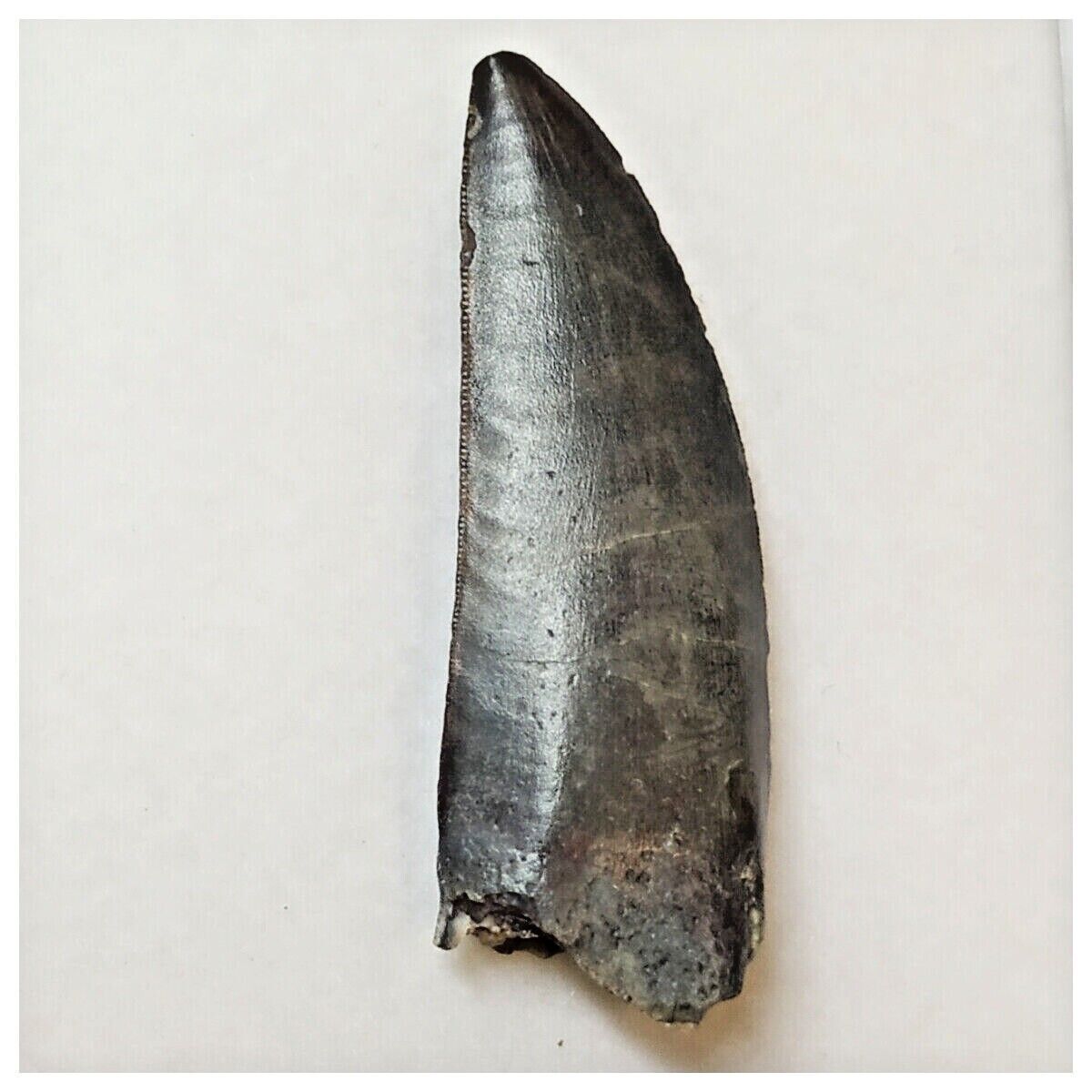 W1 - Kryptops palaios Abelisaurid Theropod Dinosaur Tooth Cretaceous E ...