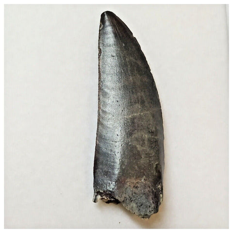 W1 - Kryptops palaios Abelisaurid Theropod Dinosaur Tooth Cretaceous Elrhaz Fm