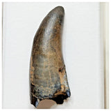 E3- Rare Eocarcharia dinops Dinosaur Tooth - Cretaceous Elrhaz Fm Tenere Desert
