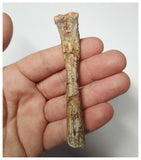 T261 - Top Rare 3.46 Inch Cretaceous Azhdarchid Pterosaur Metacarpal Bone KemKem