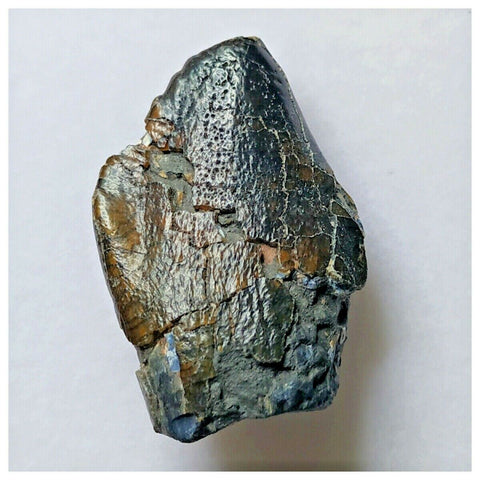 S17 - Spinophorosaurus nigeriensis Basal Sauropod Dinosaur Tooth Jurassic Irhazer Fm