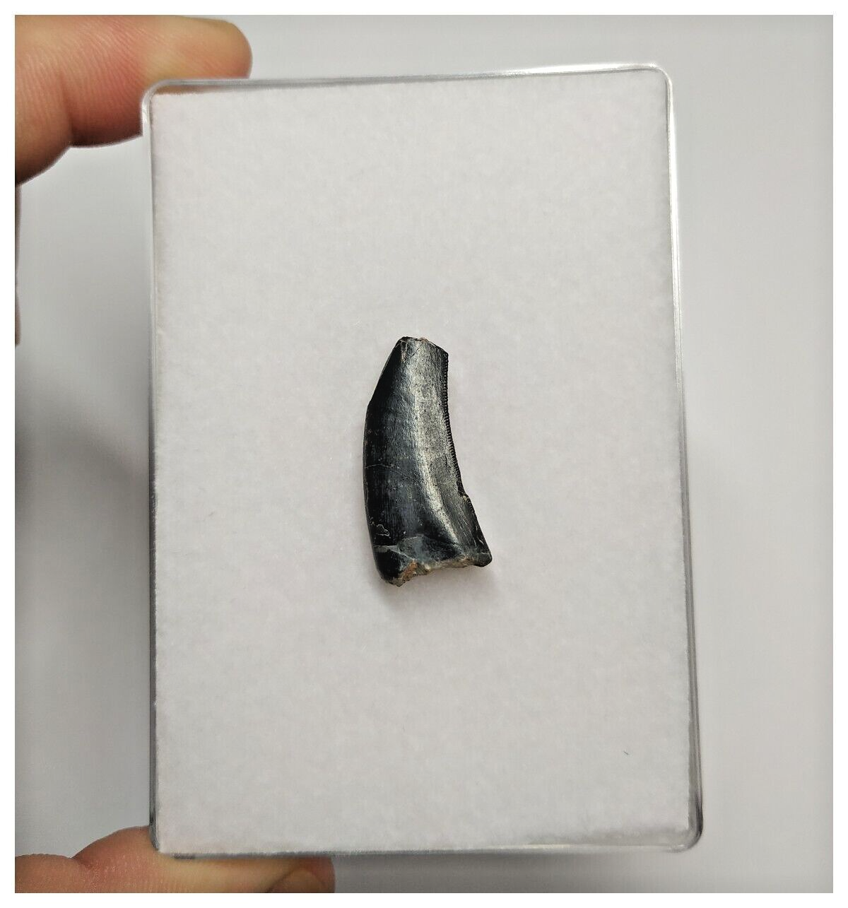 T166 - Kryptops palaios Abelisaurid Theropod Dinosaur Tooth Cretaceous ...