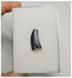 T166 - Kryptops palaios Abelisaurid Theropod Dinosaur Tooth Cretaceous Elrhaz Fm