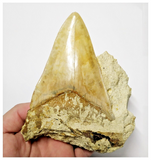 T127 - Finest Quality Serrated 4.13'' Megalodon Tooth in Matrix Indonesia Location