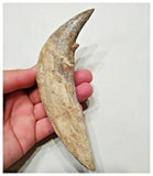 G52 - Top Rare Huge 5.82'' Basilosaurus (Whale Ancestor) Incisor Rooted Tooth