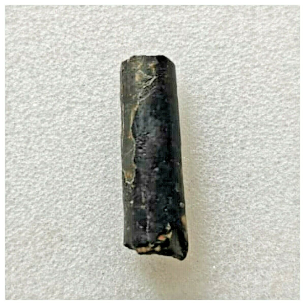 J80 - Top Rare Nigersaurus taqueti Sauropod Dinosaur Tooth Cretaceous Elrhaz Fm