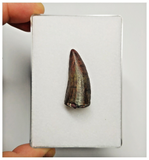 T179 - Rare Suchomimus tenerensis Dinosaur Tooth Lower Cretaceous Elrhaz Fm