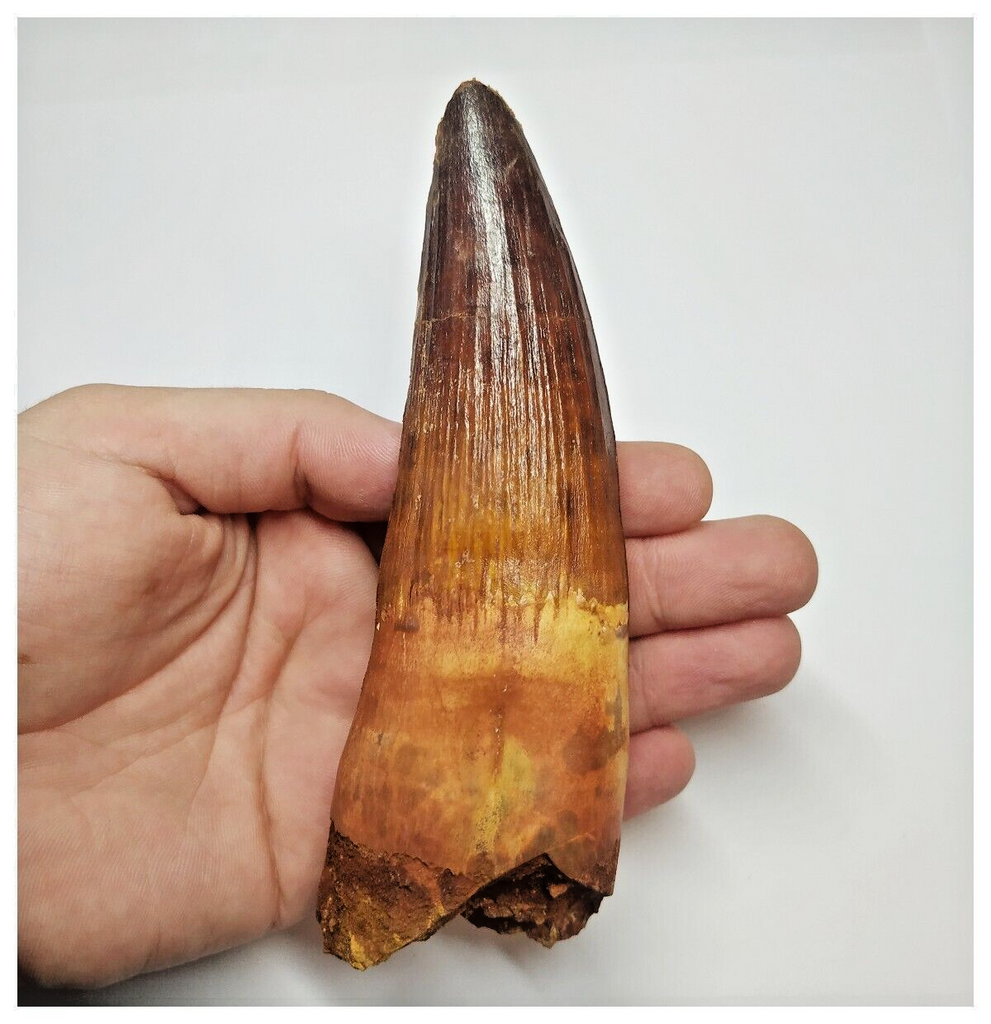 T54- Insane Finest 5.35 Inch Spinosaurus Dinosaur Tooth - Cretaceous KemKem Beds