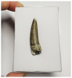 T192 - Rare Suchomimus tenerensis Dinosaur Tooth Lower Cretaceous Elrhaz Fm