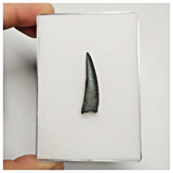 T167 - Top Rare Ornithocheirid Pterosaur Tooth - Lower Cretaceous - Elrhaz Fm