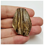 T41 -Exceedingly Rare Unidentified Basal Iguanodontian Dinosaur Tooth - Cretaceous Elrhaz Fm