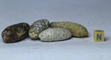 M40, K12, K13, K14 & L218 Lot of Meteorites + Fossils. Order Dirk