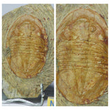 A12 + P8 + L137 4 Spinosaurus Dinosaur Caudal Tail Vertebra Bones +  Trilobites - Order 143934965057