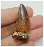 T67 - Gem Grade Orange Carcharodontosaurus Dinosaur Tooth - Cretaceous KemKem