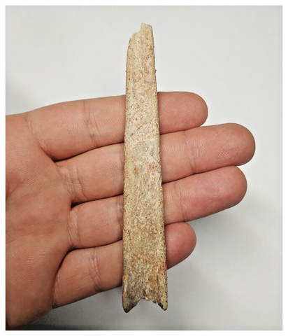 T268 - Exceedingly Rare 4.09'' Cretaceous Azhdarchid Pterosaur Dentary Bone KemKem