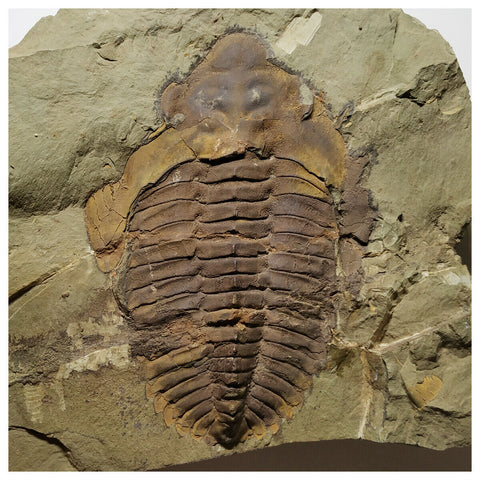 A13 - Top Huge 7.48'' Unprepared Cambropallas telesto Middle Cambrian Trilobite(143934968401)