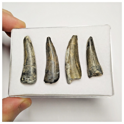 T228 - Set of 4 Suchomimus tenerensis Dinosaur Teeth Lower Cretaceous Elrhaz Fm
