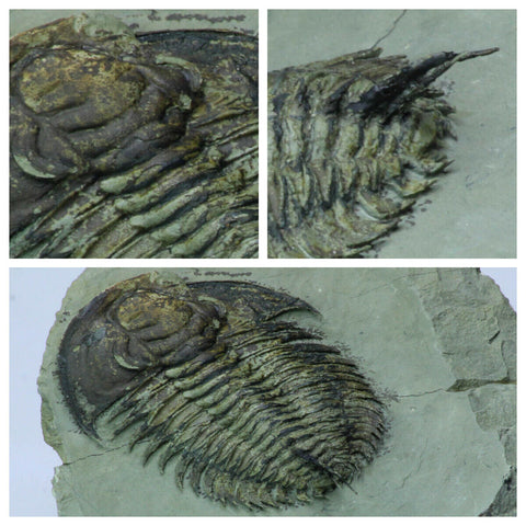 L30 - Exceedingly Rare aff. Psedosaukianda Early Cambrian Redlichiid Trilobite - Brian Order