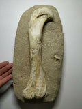 A3, A16, A27, A29 & P26 Selenopeltis + 3 Eudolatites + Dyrosaurus phosphaticus Femur Bone +Crocodile Limb Bone + Dyrosaurus phosphaticus Femur Bone + 4 Enchodus libycus - Order 143935158356